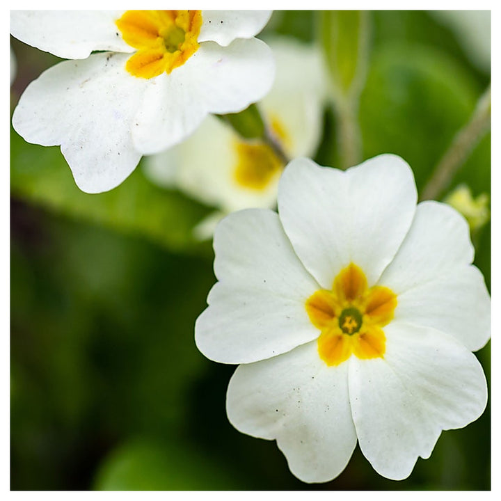 Organic Heirloom Non-GMO White Primrose Seeds for Planting – Spring Garden Blooms | Neera Seeds product photo [neera-v4-949c50937ac63c184df8]