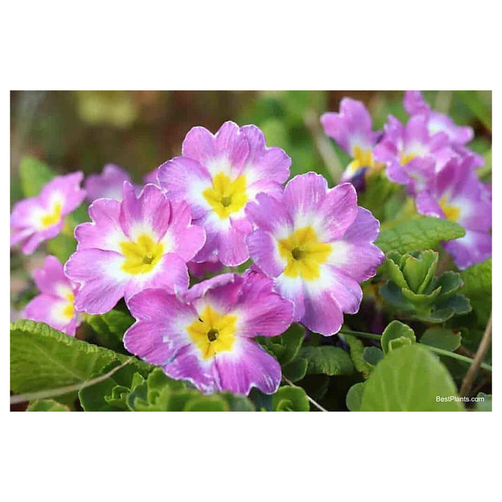 Lavender Primula Malacoides Flower Seeds – Heirloom Non-GMO High Germination Organic Garden Seeds for Planting | Neera Seeds product photo [neera-v4-94a446152b6816a76631]