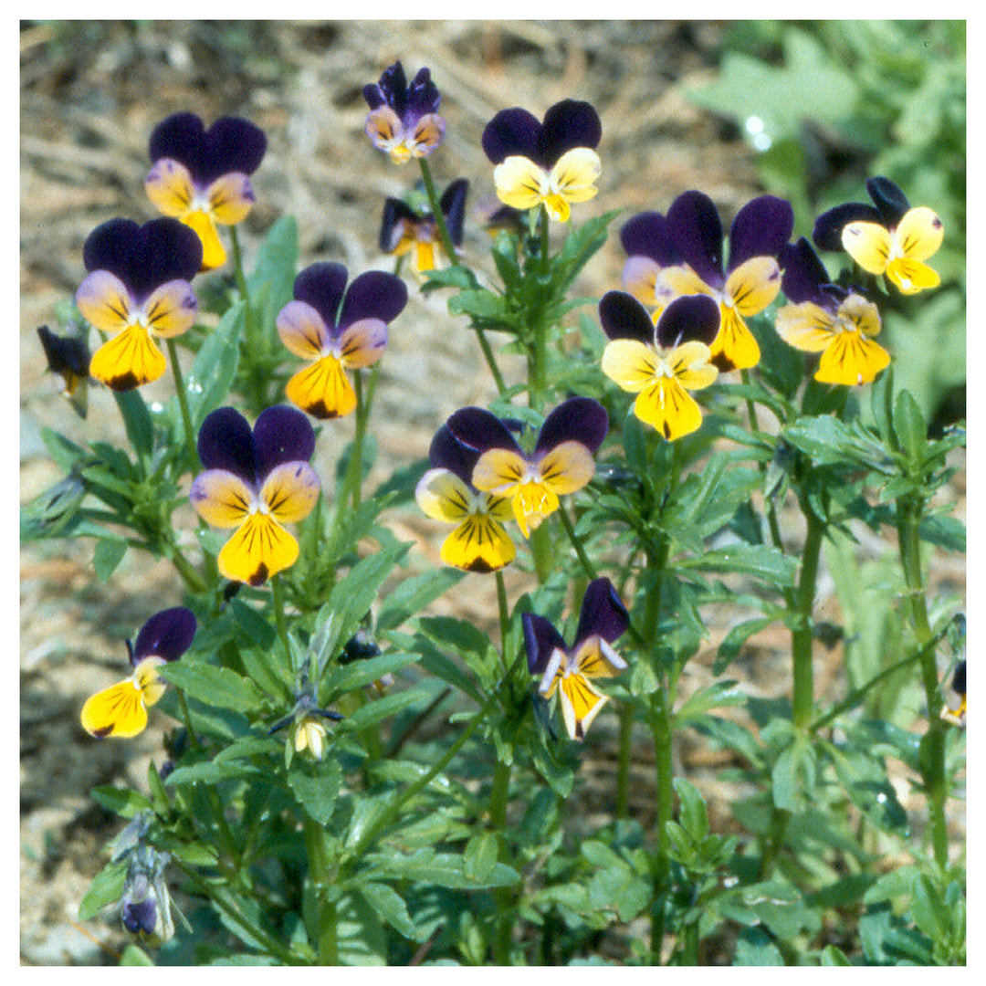 Heirloom Non-GMO Viola Tricolor Flower Seeds for Planting – Colorful Edible Blooms | Neera Seeds product photo [neera-v4-94a901334574e765ffe2]