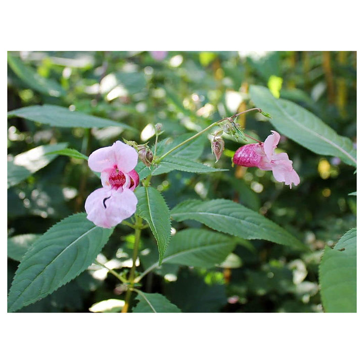 Baby Pink Balsam Flower Seeds – Heirloom Non-GMO Organic Garden Seeds for Planting, High Germination Beautiful Bloo | Neera Seeds product photo [neera-v4-94ab5da85b3bf44fd197]