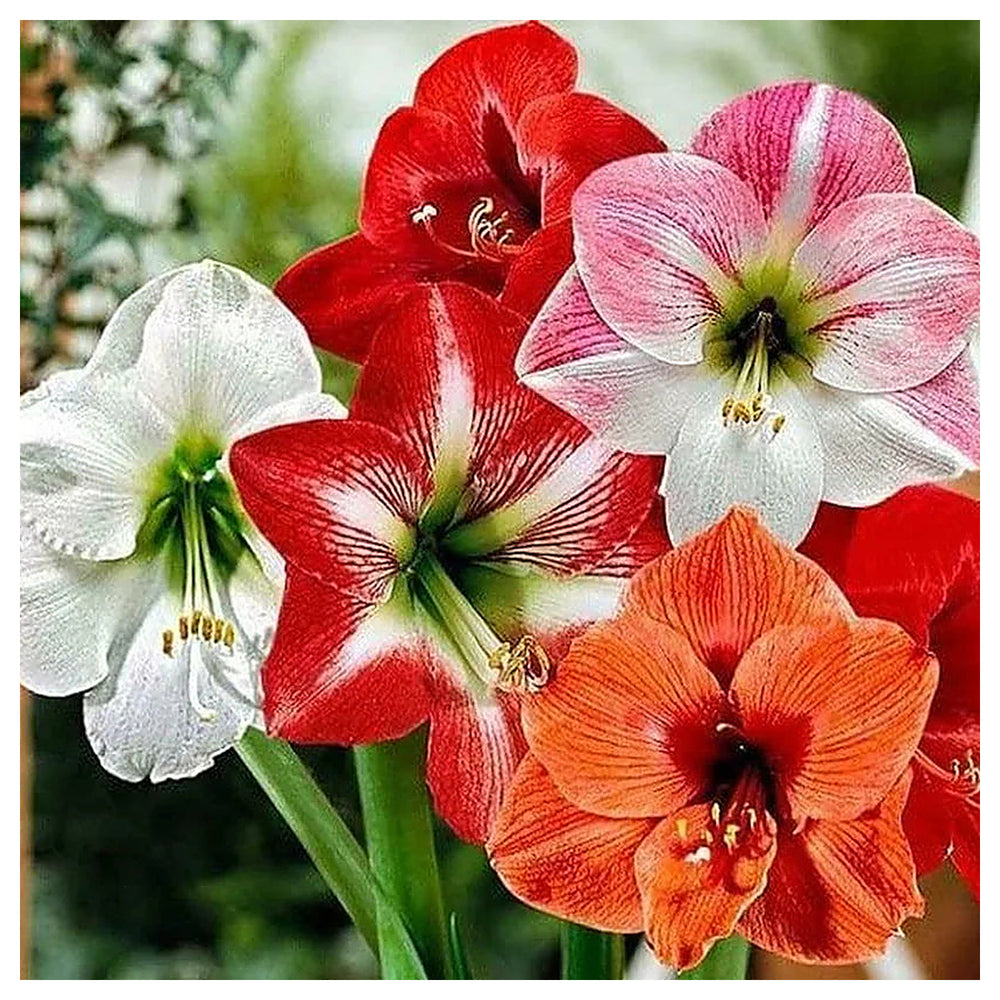 Mixed Amaryllis flower seeds – heirloom, non-GMO exotic flower seeds for planting | Neera Seeds product photo [neera-v4-94b305ce07aa47a8cecb]