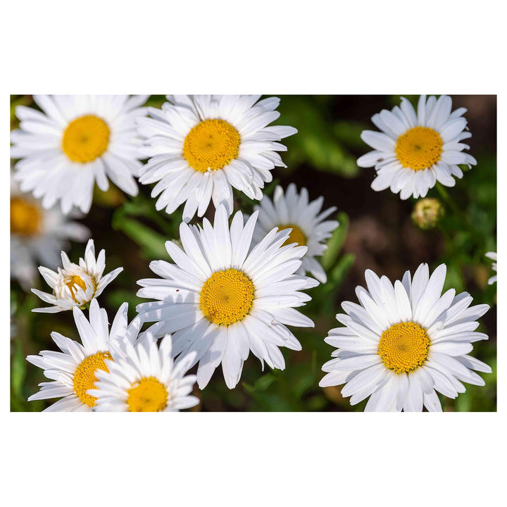Shasta Daisy Flower For Planting Flower Seeds for Home Garden Planting, Decorative Organic Blooming | Neera Seeds product photo [neera-v4-94d249872cef987e86fa]
