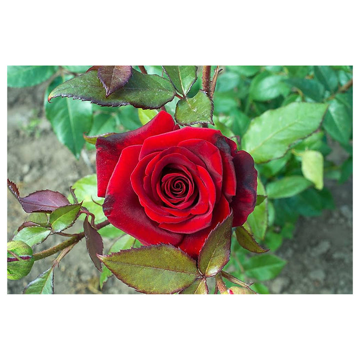 Red Desert Balcony Flower Ornamental Plant Planting Urban Garden Pot Flower Seeds Home | Neera Seeds product photo [neera-v4-94d482e949b3b68911c5]