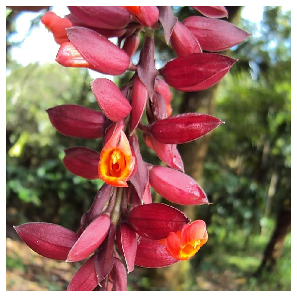 Heirloom Non-GMO Thunbergia Coccinea Flower Seeds for Planting – Tropical Climbing Garden Blooms | High Germination | Neera Seeds product photo [neera-v4-94dc8e6df04bca72e21d]