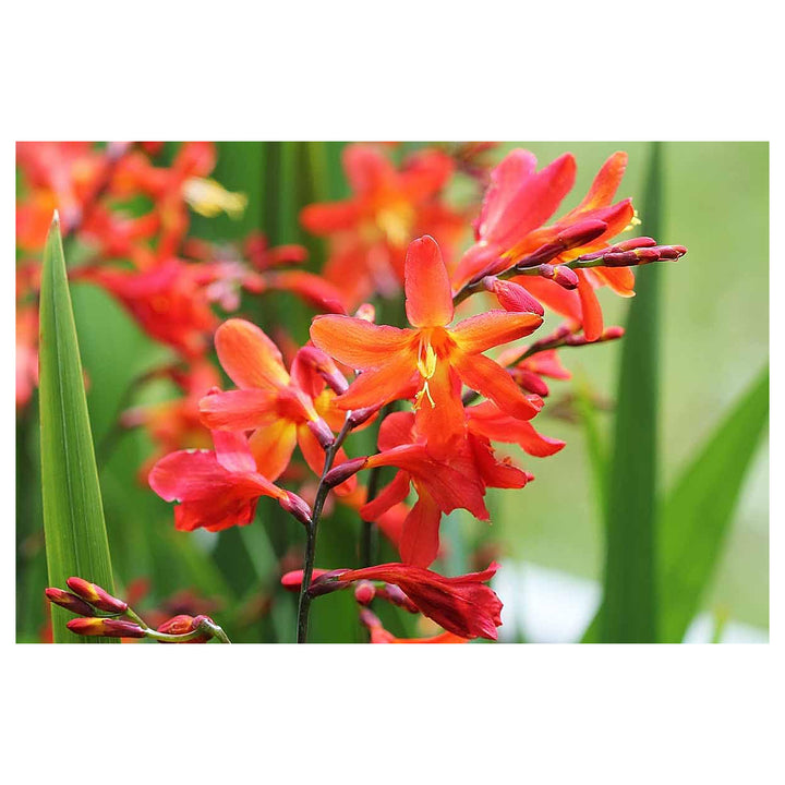 Crocosmia Lucifer Flower Seeds for Planting – Heirloom Non-GMO 100 pcs Organic Garden Blooms | Neera Seeds product photo [neera-v4-94e6eeef1ac639ea432c]
