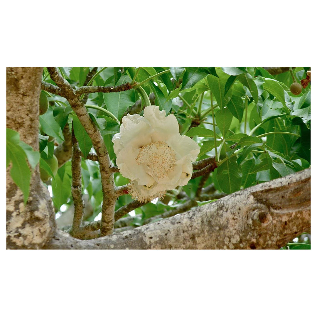 Heirloom Non-GMO Adansonia Digitata Flower Seeds for Planting – Exotic Baobab Tree Seeds for Unique Gardens | Neera Seeds product photo [neera-v4-94ebb5e31c2deb079108]