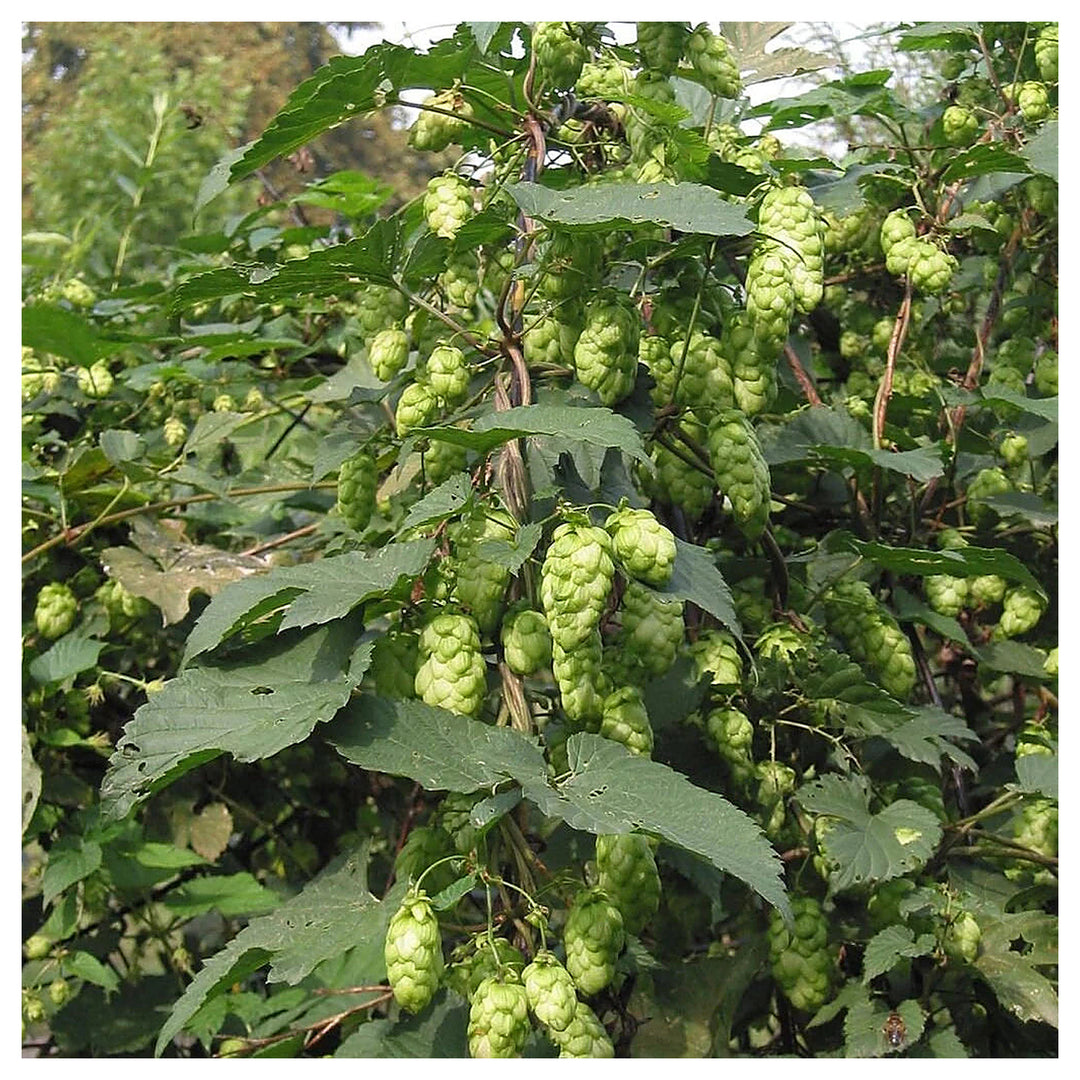 Humulus Lupulus Plant Seeds for Planting – Hardy Perennial Hops for Brewing &amp; Ornamental Gardens | Neera Seeds product photo [neera-v4-94eee86ce14f23829854]