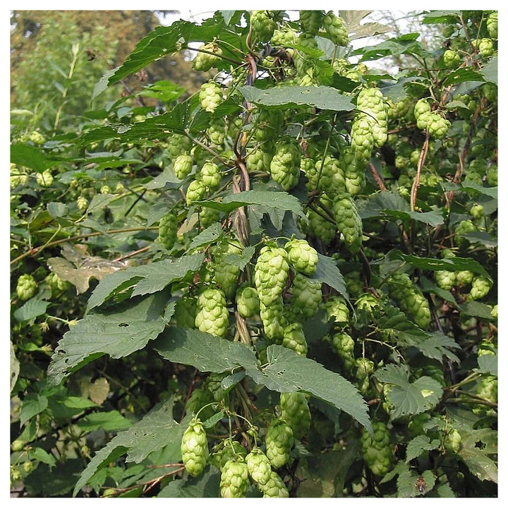 Humulus Lupulus Plant Seeds for Planting – Hardy Perennial Hops for Brewing &amp; Ornamental Gardens | Neera Seeds product photo [neera-v4-94eee86ce14f23829854]