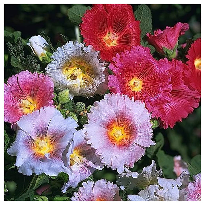 Giant Scarlet Danish Hollyhock Planting Perennial Blooms Flower Seeds Home Garden Planting, | Neera Seeds product photo [neera-v4-94ffeeea4ffa4bbc8a6d]
