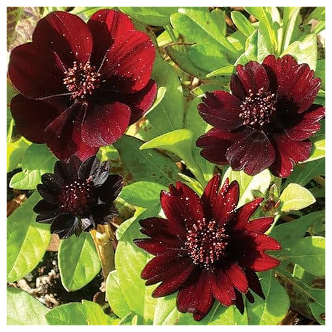 Black Cosmos Atrosanguineus Magic Chocolate Cosmos Rare Flower Seeds for Home Garden Planting, | Neera Seeds product photo [neera-v4-952a76d1738e2bb7bcb9]