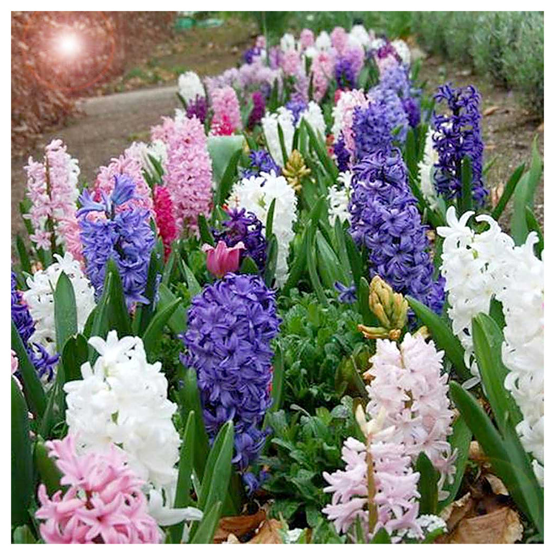Hyacinth Hyacinthus Spp For Planting In Flower Bed Flower Seeds for Home Garden Planting, Blooming | Neera Seeds product photo [neera-v4-9540f179170387d671dd]
