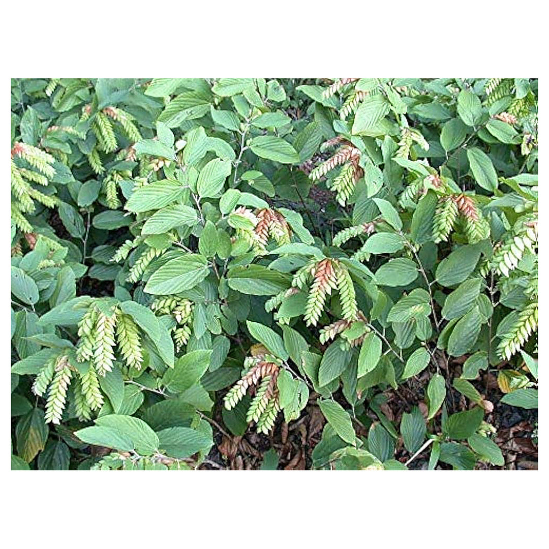 Flemingia Strobilifera Rare Asian Flowering Plant Flower Seeds Home Garden Planting, Vibrant | Neera Seeds product photo [neera-v4-954c4f8cc53e22ca6af5]