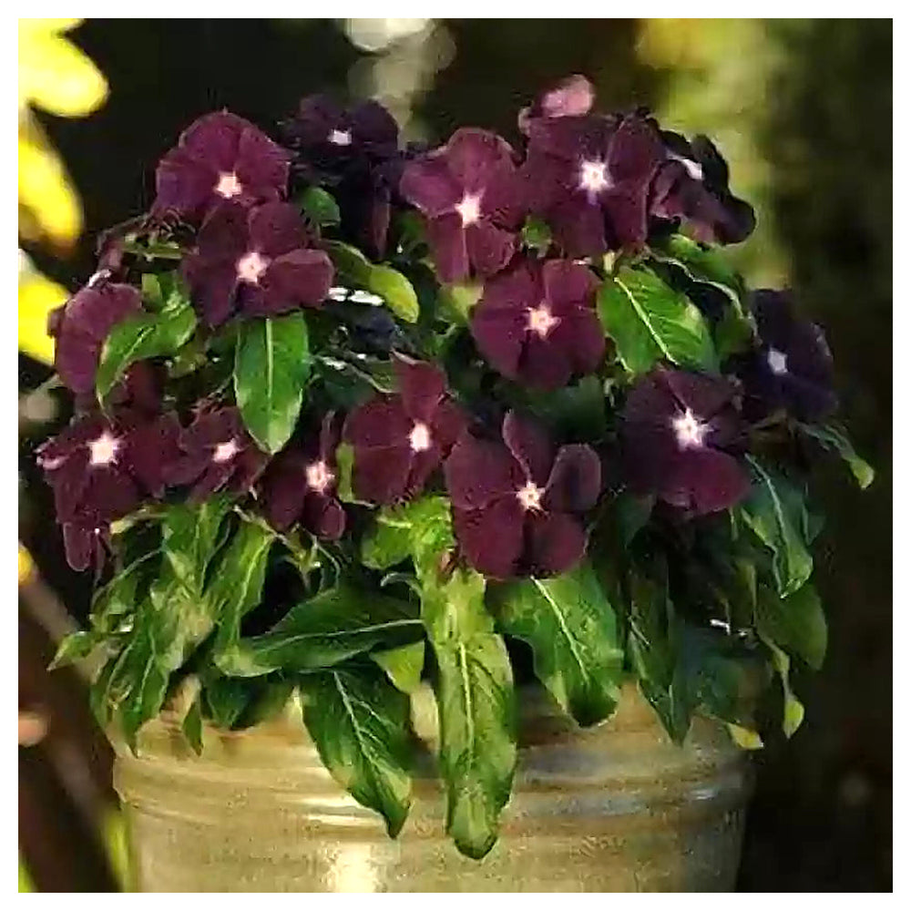 Periwinkle Vinca Dark Purple Flower Seeds - Heirloom, Non-GMO, High Germination Organic Garden Seeds for Planting | Neera Seeds product photo [neera-v4-95654d6cc2280d380b7c]