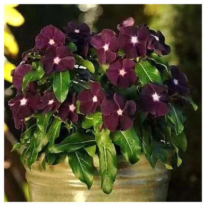 Periwinkle Vinca Dark Purple Flower Seeds - Heirloom, Non-GMO, High Germination Organic Garden Seeds for Planting | Neera Seeds product photo [neera-v4-95654d6cc2280d380b7c]