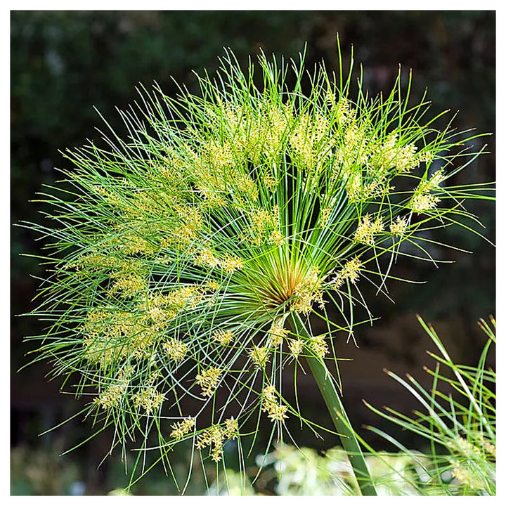 Heirloom Non-GMO Green Cyperus Papyrus Flower Seeds for Ornamental Water Garden Planting | Neera Seeds product photo [neera-v4-9573178b0b716cee4665]
