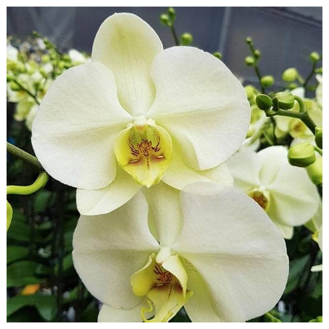 Heirloom Light Yellow Phalaenopsis Orchid Flower Seeds – Non-GMO Exotic Blooms for Planting, High Germination | Neera Seeds product photo [neera-v4-957c7fc4dcfde29993a4]
