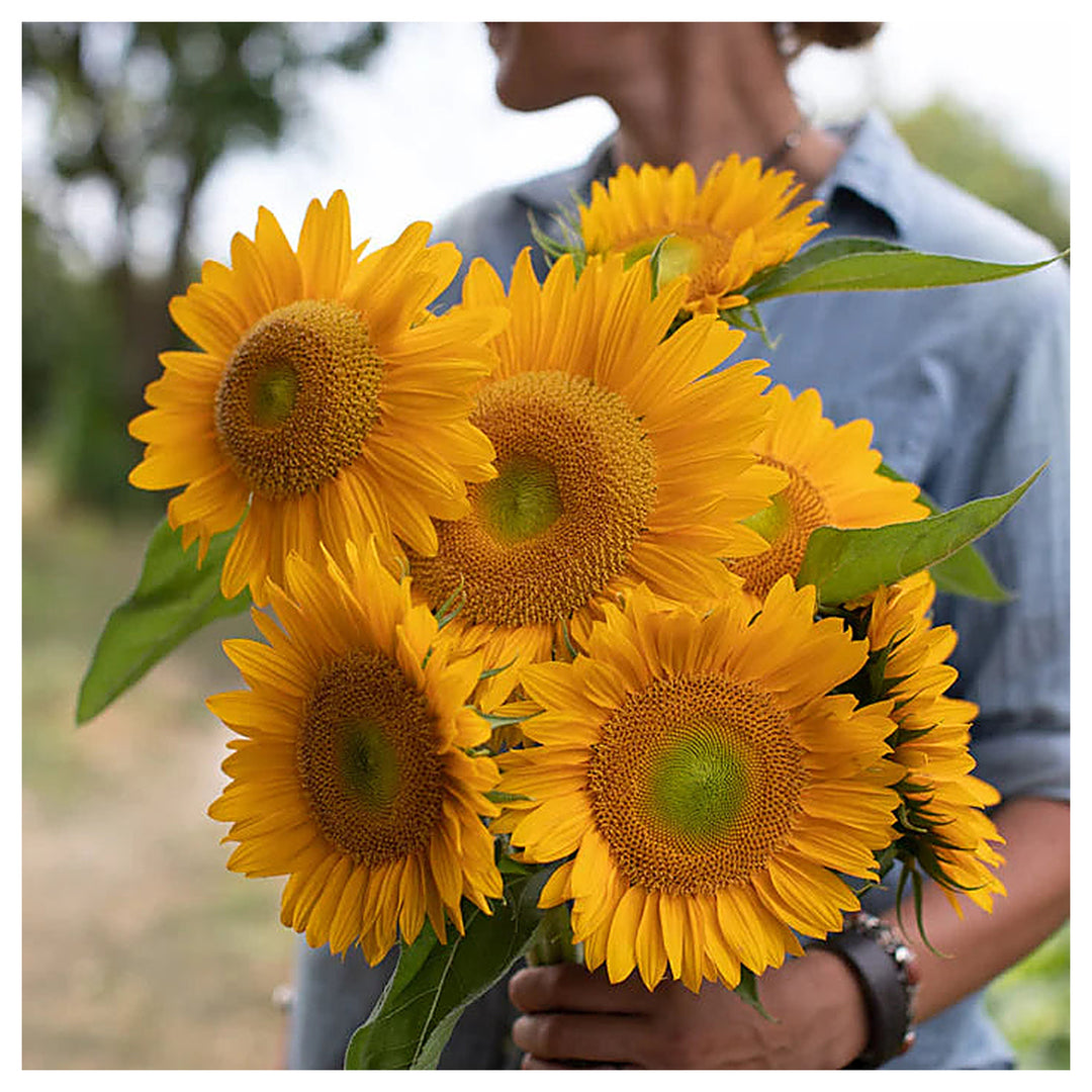 Heirloom Non-GMO Sunrich Gold Sunflower Seeds for Planting – Bright, Pollen-Free Blooms for Cutting Gardens | Neera Seeds product photo [neera-v4-958480b54f18ab799b2a]