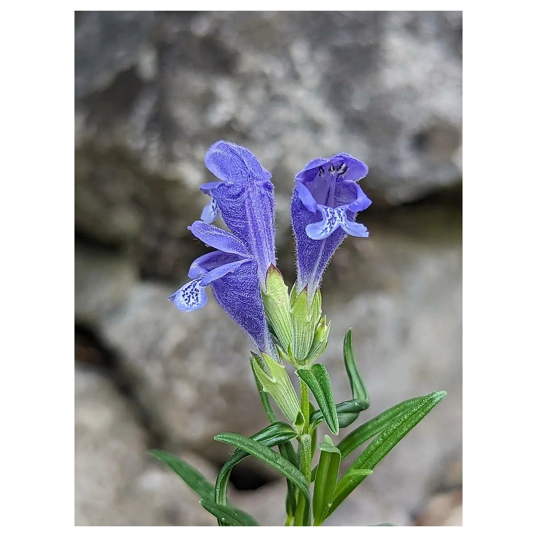 Dracocephalum Flower Seeds – Heirloom Non-GMO Dragonhead Blooms for Pollinator-Friendly Garden Planting | Neera Seeds product photo [neera-v4-95893d87b2fd4ce5d8ca]