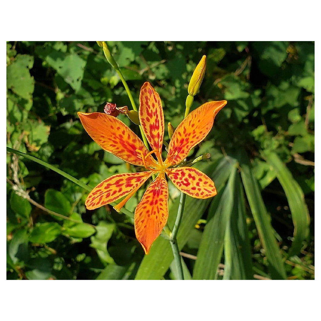 Blackberry Lily Flower Seeds – Heirloom Non-GMO Freckled Blooms for Unique Garden Planting | Neera Seeds product photo [neera-v4-9589fc97680f71c0e8cc]