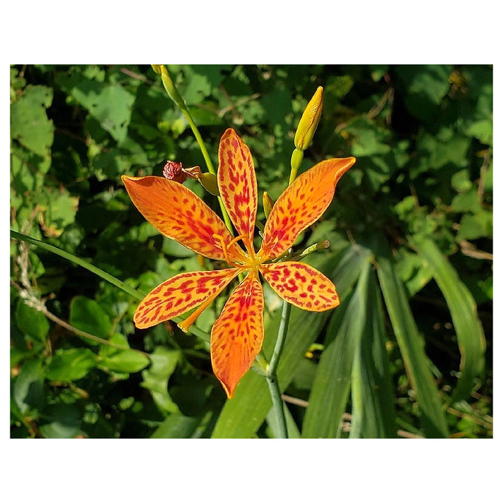 Blackberry Lily Flower Seeds – Heirloom Non-GMO Freckled Blooms for Unique Garden Planting | Neera Seeds product photo [neera-v4-9589fc97680f71c0e8cc]