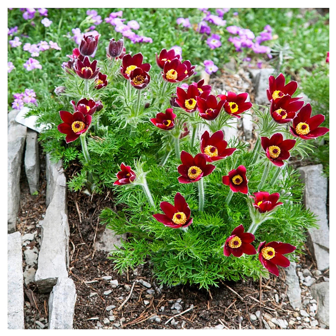 Heirloom Non-GMO Red Anemone Pulsatilla Flower Seeds for Planting – Bright Perennial Garden Seeds | Neera Seeds product photo [neera-v4-958ce770952a4460d47a]