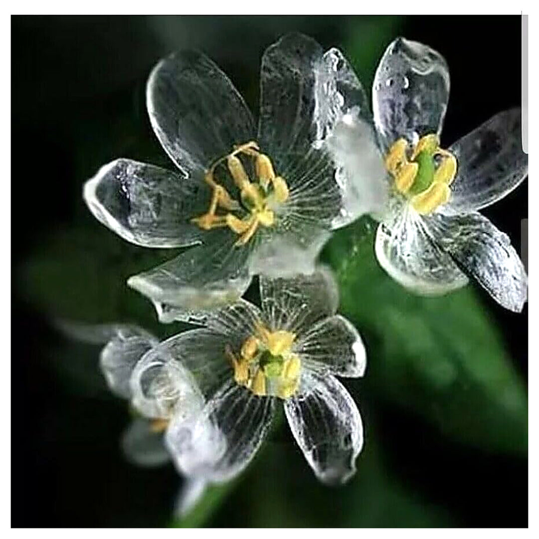 Skeleton Flower Seeds (Diphylleia grayi) for Planting – Heirloom and Non-GMO garden seeds | Neera Seeds product photo [neera-v4-959a73cf4a5892dabffd]