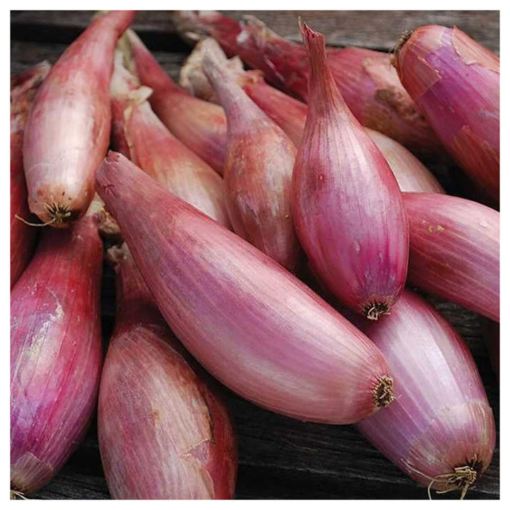 Onion Shallots (Scallions) Vegetable Seeds for Planting – Heirloom, Non-GMO, Organic Garden Seeds | Neera Seeds product photo [neera-v4-95adecb2ce2c225a7db0]