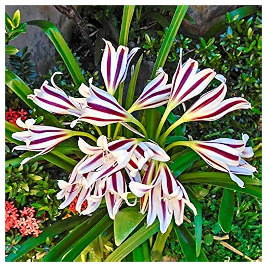 Mixed Crinum Flower Seeds for Planting – Heirloom, Non-GMO, High Germination Organic Garden Seeds | Neera Seeds product photo [neera-v4-95af074c6694cbc13544]