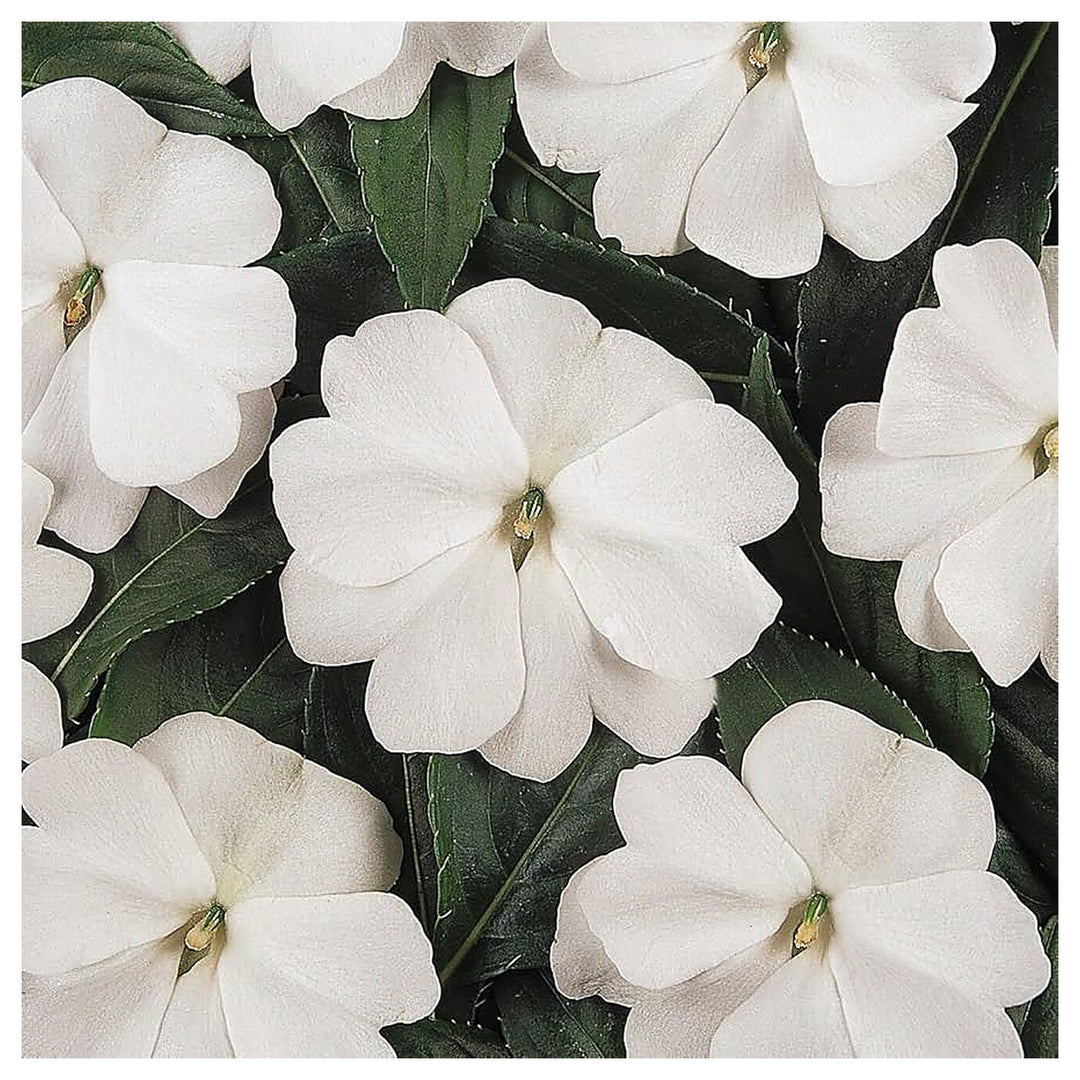 Heirloom Non-GMO Impatiens Balsamine Flower Seeds for Planting – Bright Annual Garden Blooms | Neera Seeds product photo [neera-v4-95b20ad79c5223512eeb]