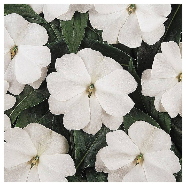 Heirloom Non-GMO Impatiens Balsamine Flower Seeds for Planting – Bright Annual Garden Blooms | Neera Seeds product photo [neera-v4-95b20ad79c5223512eeb]
