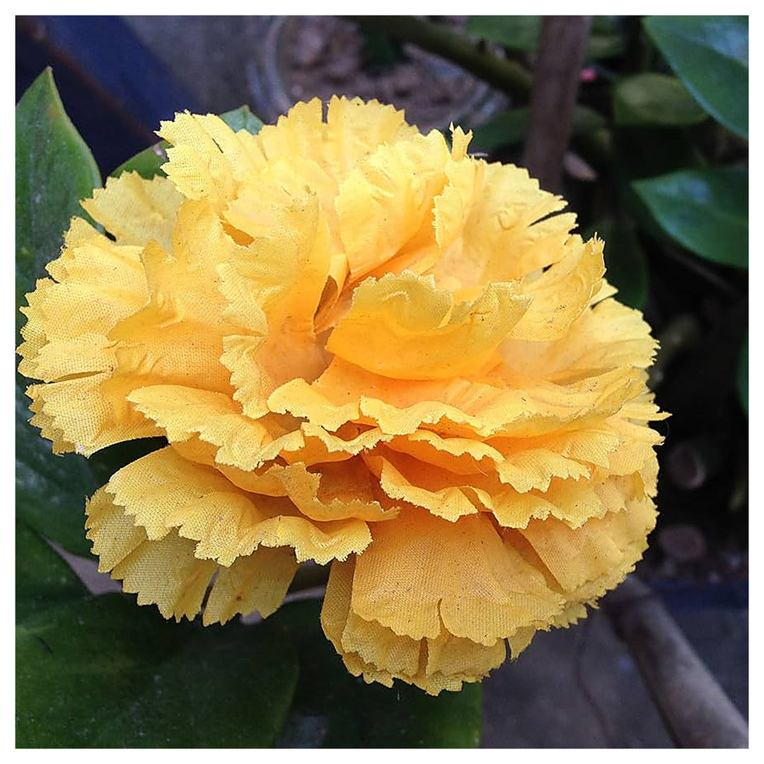 Yellow Dianthus Flower Seeds for Planting – Vibrant, Long-Blooming Garden Flowers | Neera Seeds product photo [neera-v4-95b6cb672b08c628b389]