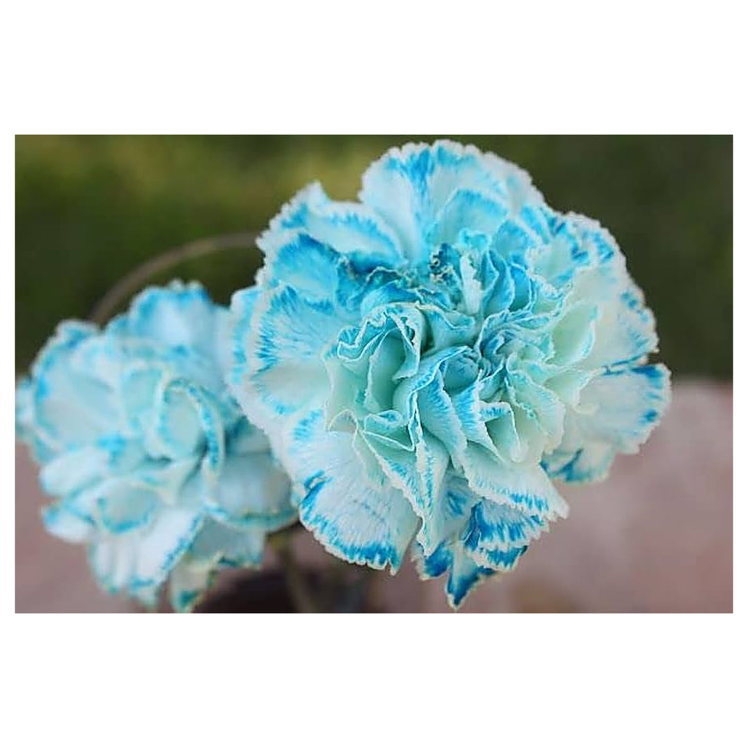 Heirloom Sea Blue Dianthus Caryophyllus Flower Seeds – Non-GMO Seeds for Planting, High Germination Organic Garden  | Neera Seeds product photo [neera-v4-95c032a8aed7dedb0393]