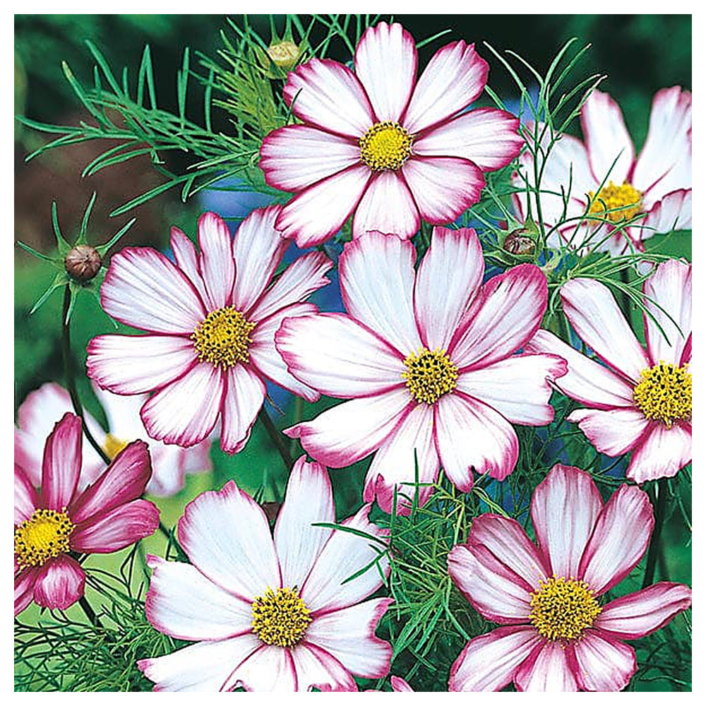 Candy Stripe Cosmos Flower Seeds for Planting – Heirloom, Non-GMO Seeds, High Germination, Vibrant Blooms | Neera Seeds product photo [neera-v4-95c088e36b42a1314bf5]