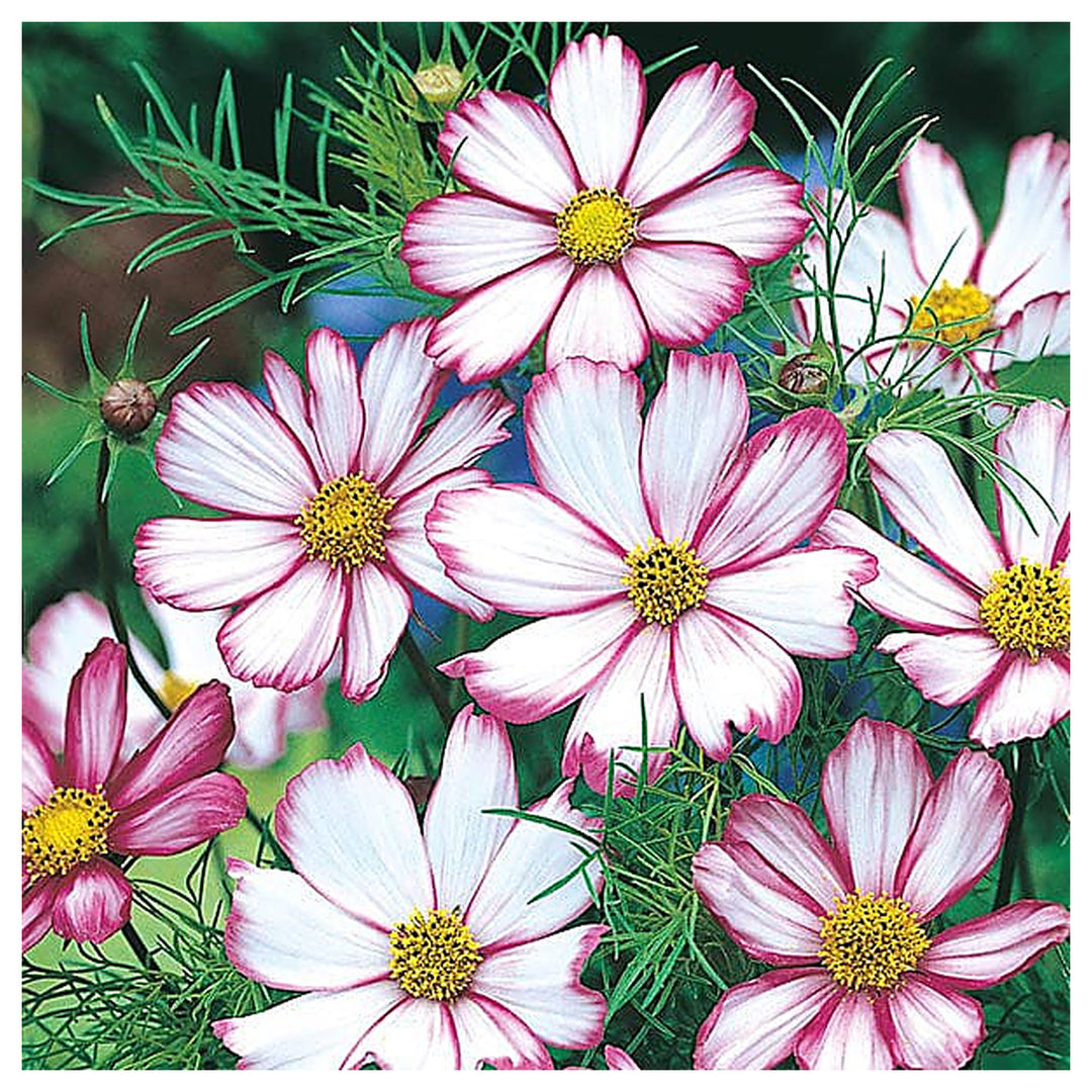 Candy Stripe Cosmos Flower Seeds for Planting – Heirloom, Non-GMO Seeds, High Germination, Vibrant Blooms | Neera Seeds product photo [neera-v4-95c088e36b42a1314bf5]