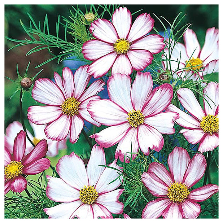 Candy Stripe Cosmos Flower Seeds for Planting – Heirloom, Non-GMO Seeds, High Germination, Vibrant Blooms | Neera Seeds product photo [neera-v4-95c088e36b42a1314bf5]