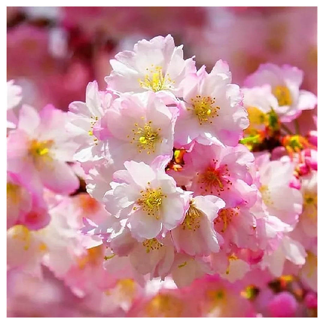 Usa Heirloom Organic Autumn Flowering Cherry Tree Flower Seeds Home Garden Planting, Decorative | Neera Seeds product photo [neera-v4-95cd42af03b949cf9aa4]