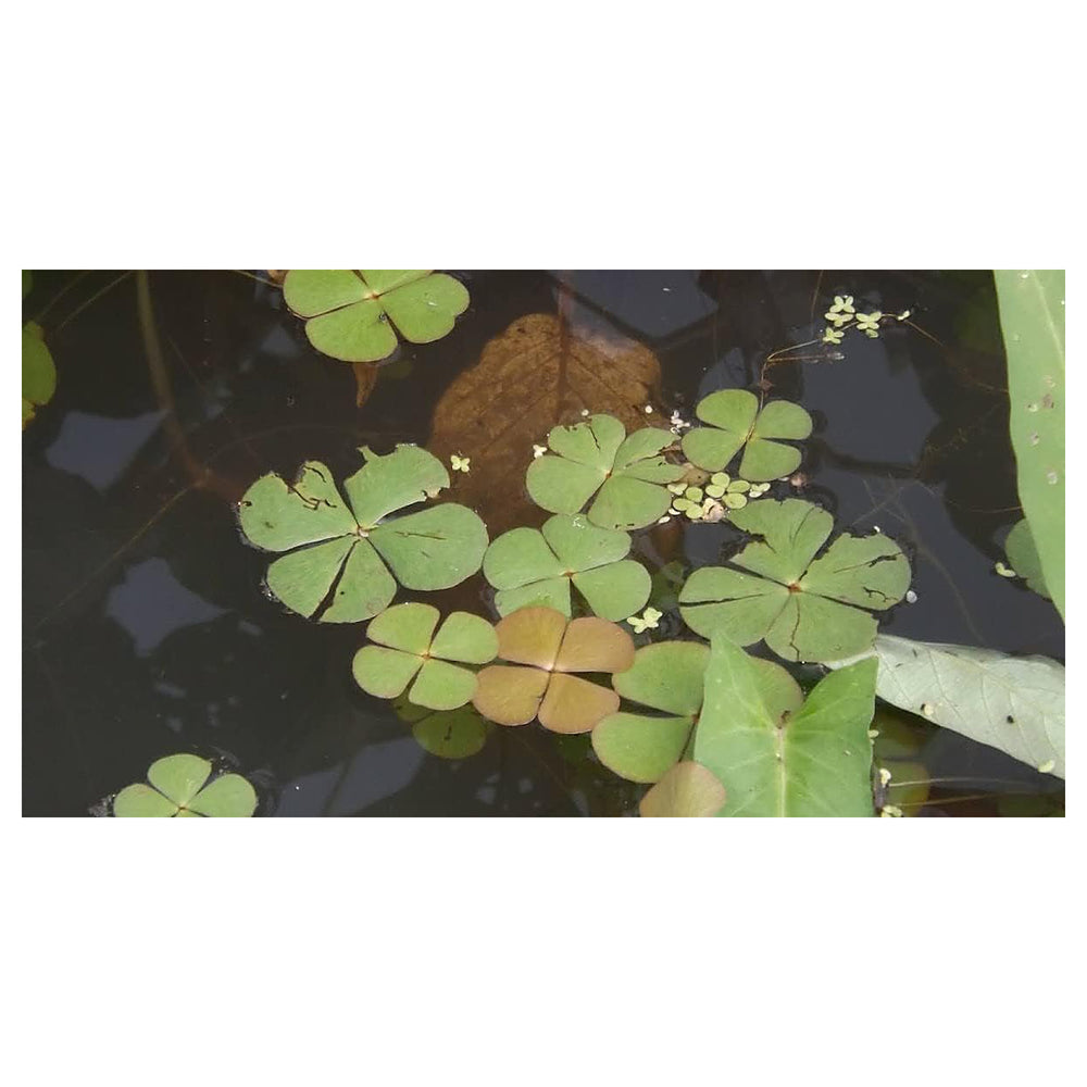 Heirloom Non-GMO Army Green Four Leaf Clover Plant Seeds for Planting – High Germination Organic Garden Seeds | Neera Seeds product photo [neera-v4-95d56ed3ddd75946db55]
