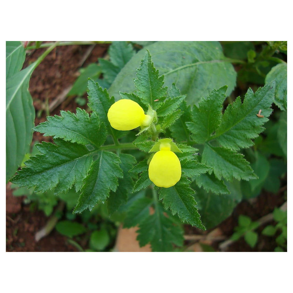 Light Yellow Calceolaria Flower Planting Seeds for Garden – Non-GMO, Heirloom, High Germination Seeds | Neera Seeds product photo [neera-v4-95dfbf4fd5d983988fba]
