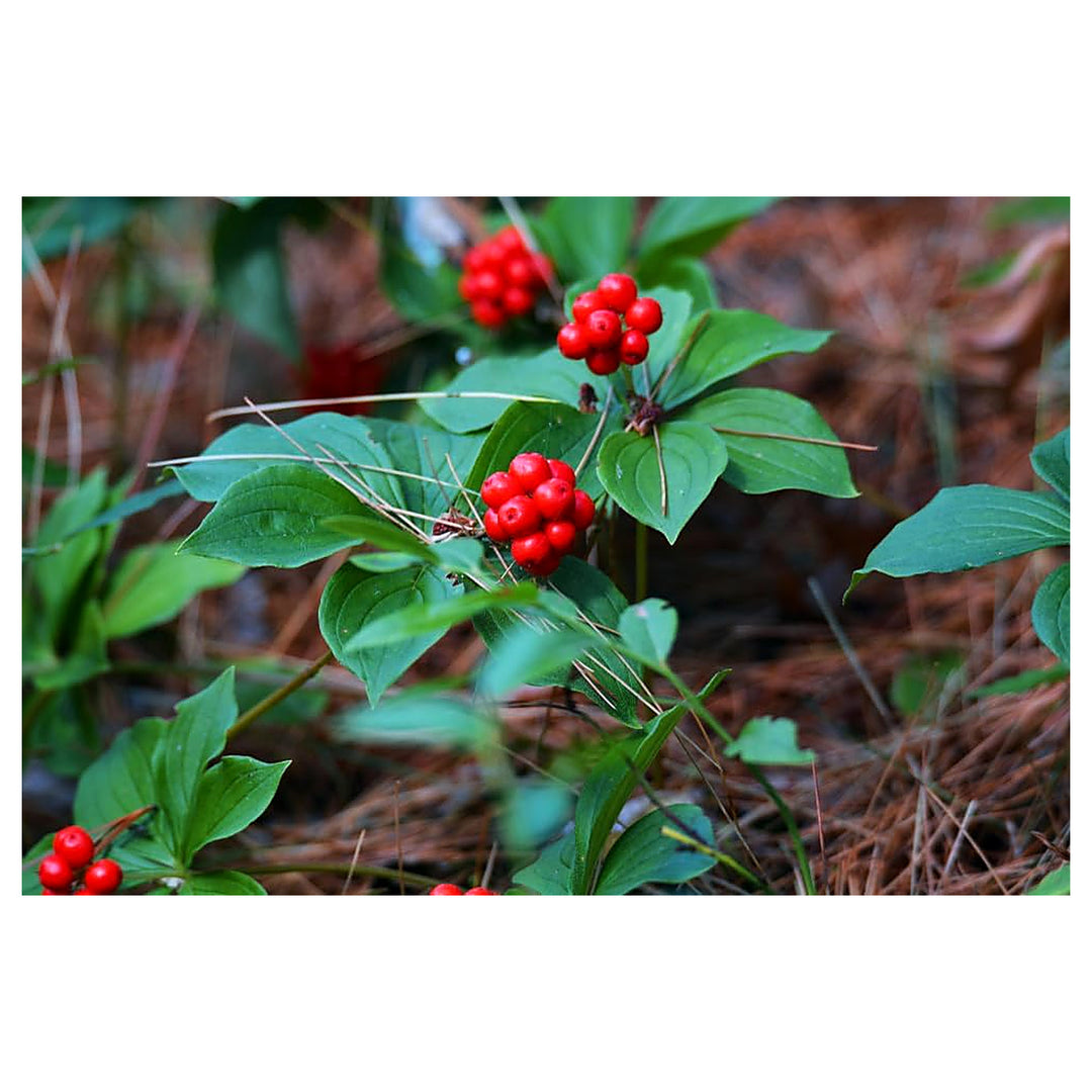 Heirloom Bunchberry Plant Seeds – Non-GMO Creeping Groundcover for Shade Gardens, Organic Garden Seeds with High Ge | Neera Seeds product photo [neera-v4-95e917a7ba321c659418]