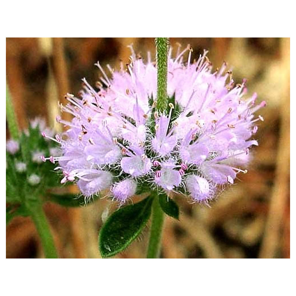 Pulegium Plant Seeds – Heirloom, Non-GMO, High Germination Organic Garden Seeds for Planting Medicinal Herbs | Neera Seeds product photo [neera-v4-95ea03f07281dd1b4b04]