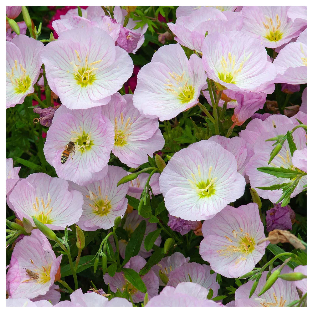 Light Pink Primrose Flower Seeds – Heirloom Non-GMO Evening Blooms for Garden Ground Cover | Neera Seeds product photo [neera-v4-95fc760650a32405fbfc]