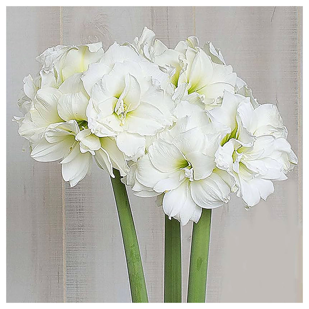Marde Ross Marquise Amaryllis Double White Seeds – Heirloom, Non-GMO, High Germination Organic Garden Seeds for Pla | Neera Seeds product photo [neera-v4-96007804ac1c7445ec2e]