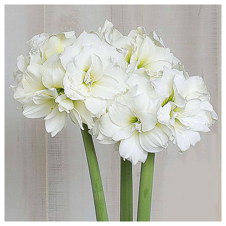 Marde Ross Marquise Amaryllis Double White Seeds – Heirloom, Non-GMO, High Germination Organic Garden Seeds for Pla | Neera Seeds product photo [neera-v4-96007804ac1c7445ec2e]
