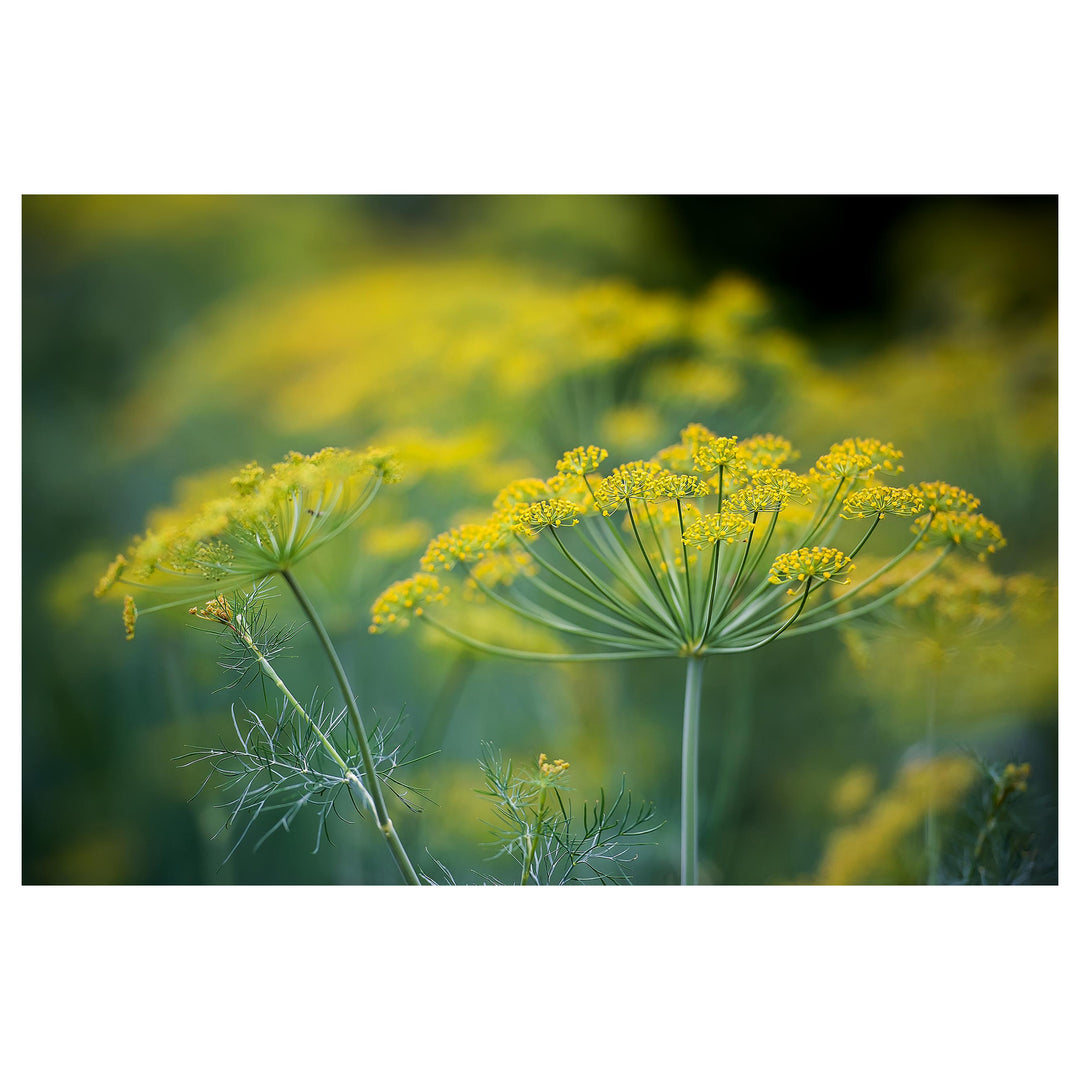 Yellow Dill Plant Seeds for Planting – Heirloom, Non-GMO, High Germination Organic Garden Seeds for Flavorful Herb  | Neera Seeds product photo [neera-v4-96065198139958f023b3]
