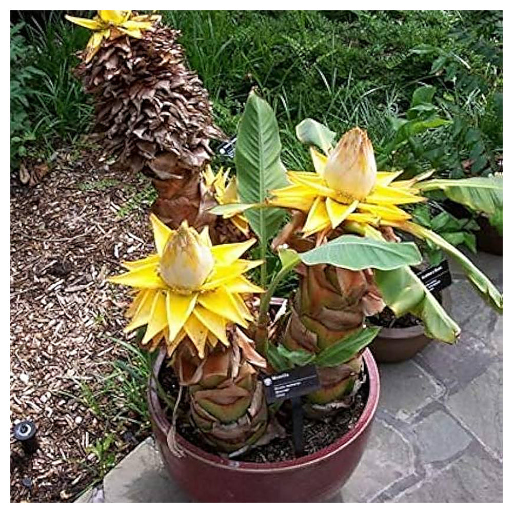 Heirloom Musella Lasiocarpa Flower Seeds for Planting – Rare Tropical Garden Plant | Neera Seeds product photo [neera-v4-9617cbb40ef1f6ea0be5]