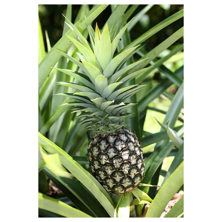 Hilo Pineapple Fruit Seeds for Planting – Grow Sweet, Tropical Pineapples, Heirloom &amp; Non-GMO Seeds for Home Garden | Neera Seeds product photo [neera-v4-96224e1d47a2f72eac54]
