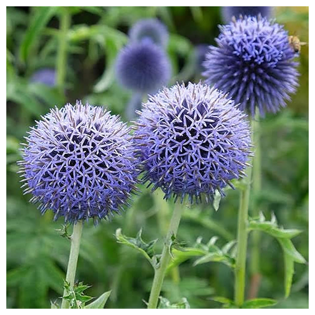 Globe Thistle Echinops Ritro Planting Flower Bed Flower Seeds Home Garden Planting, | Neera Seeds product photo [neera-v4-962d6bf9899c9c886d6a]