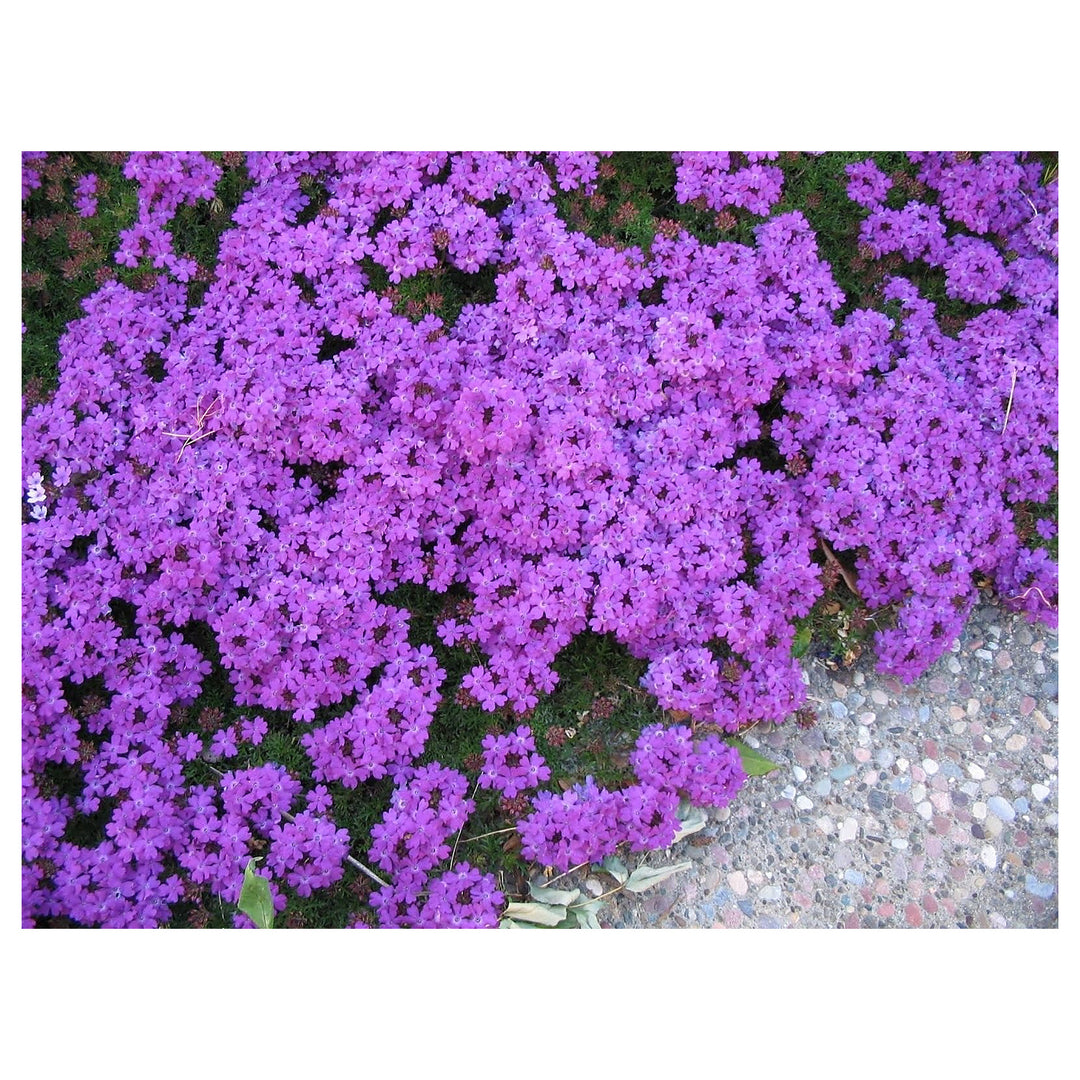 Heirloom Semi Venato Verbena Moujean Tea Purpletop Flowers Garden Tea Uses Flower Seeds | Neera Seeds product photo [neera-v4-96317dd21973107e5425]