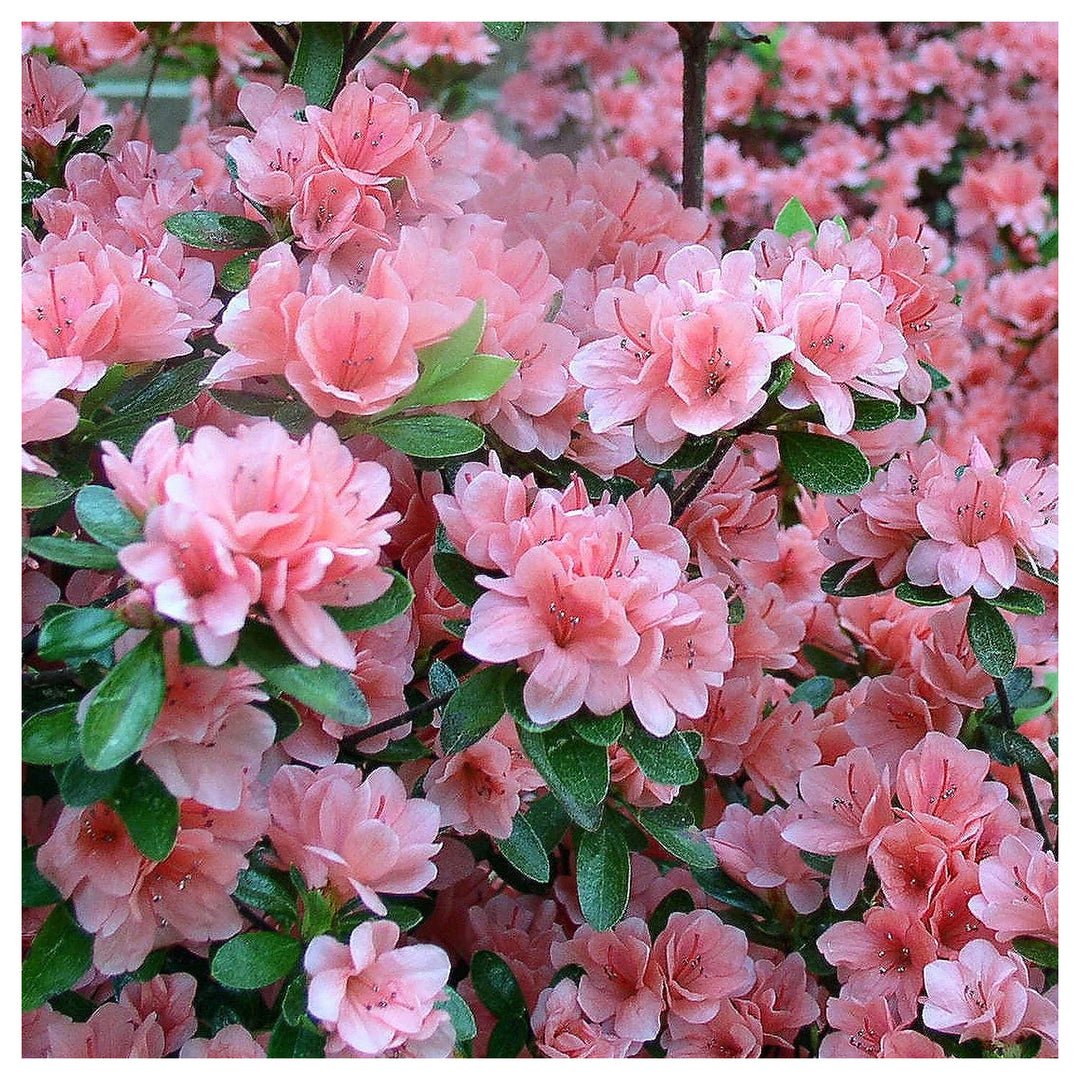 Heirloom Rhododendron Flower Seeds for Planting – Mixed Colors, Non-GMO Perennial Blooms, High Germination | Neera Seeds product photo [neera-v4-9631820db7bebcbb37d3]