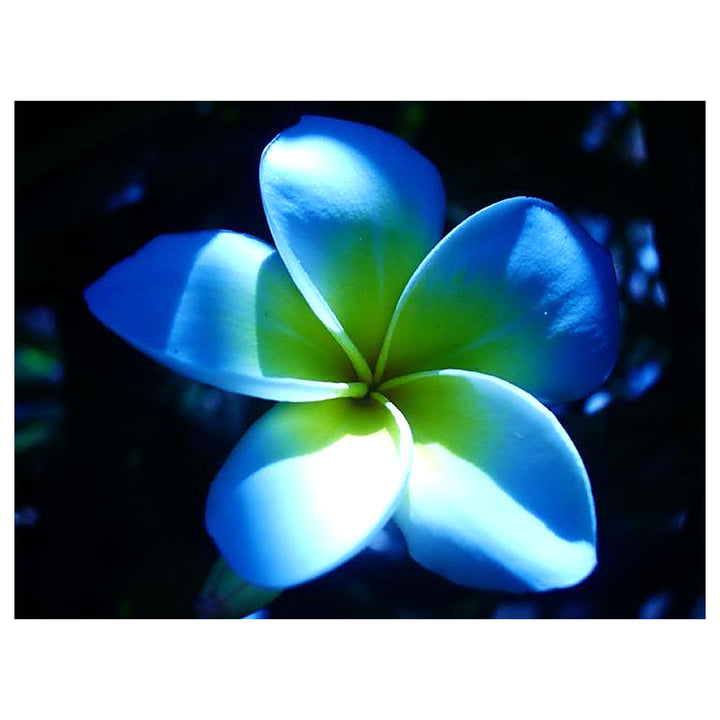 Sky Blue Frangipani Flower Seeds – Heirloom Non-GMO Plumeria Seeds for Unique Tropical Gardens | Neera Seeds product photo [neera-v4-9638e344b614d4a66c39]